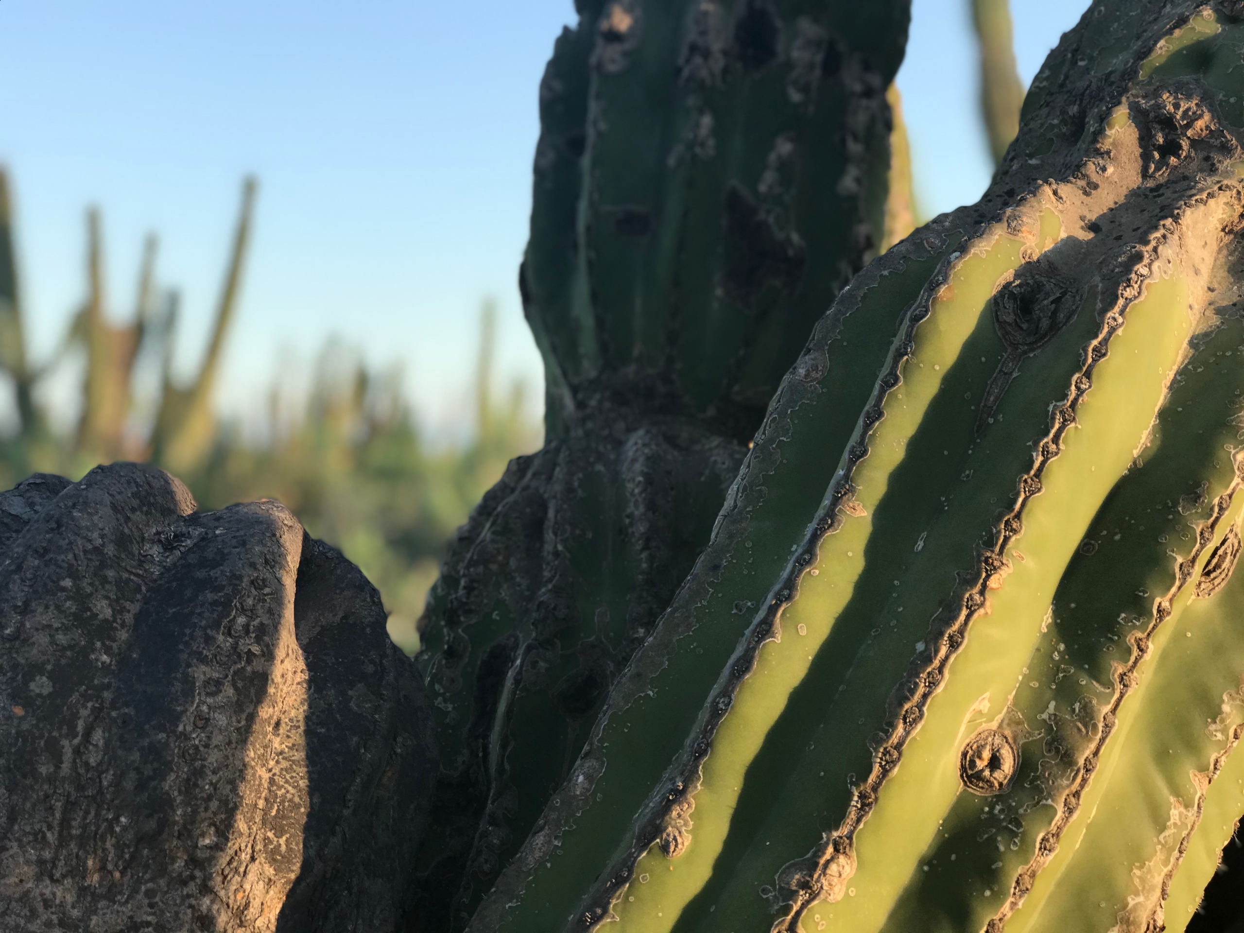 Moving to Mexico