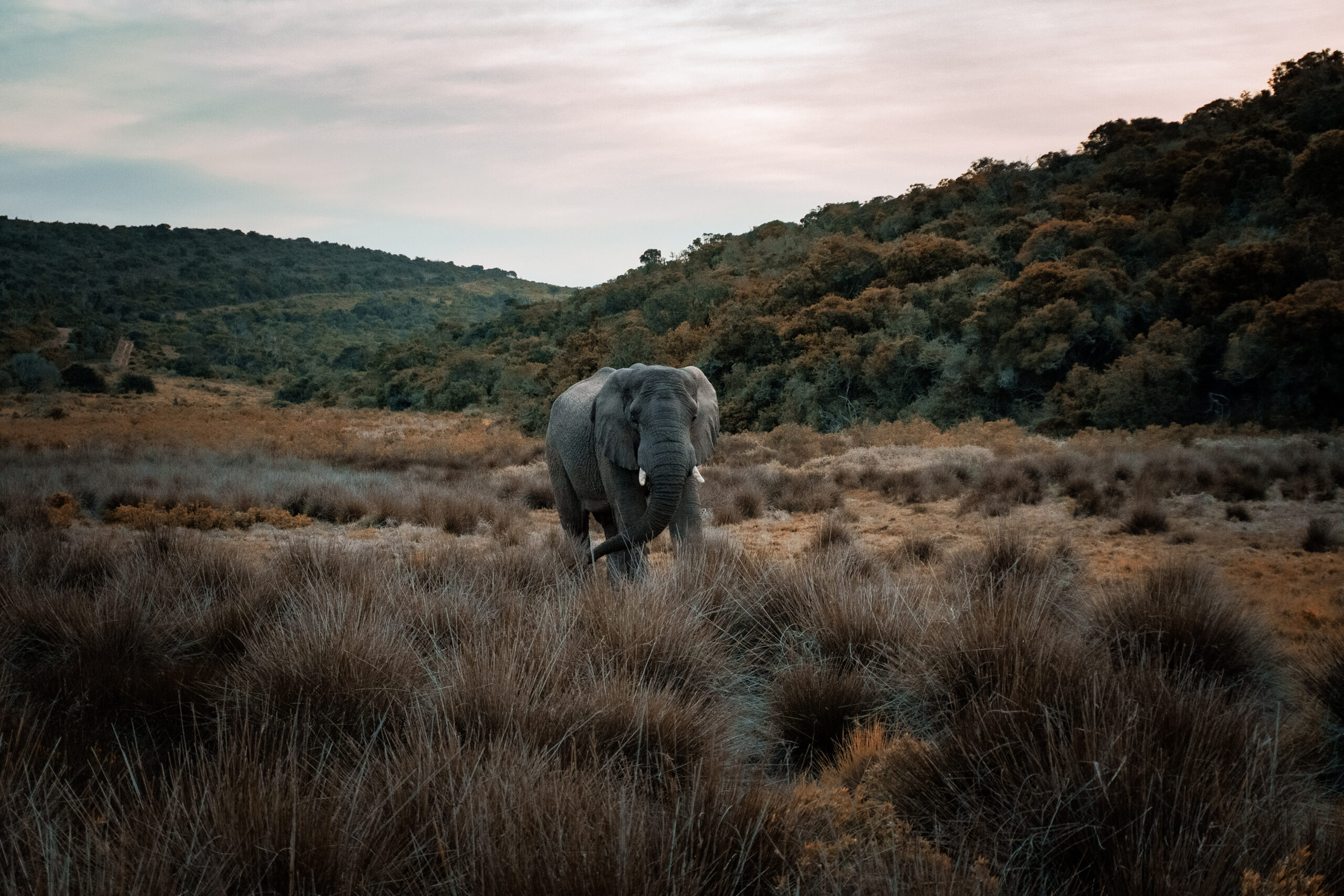 elephant in south african reserve