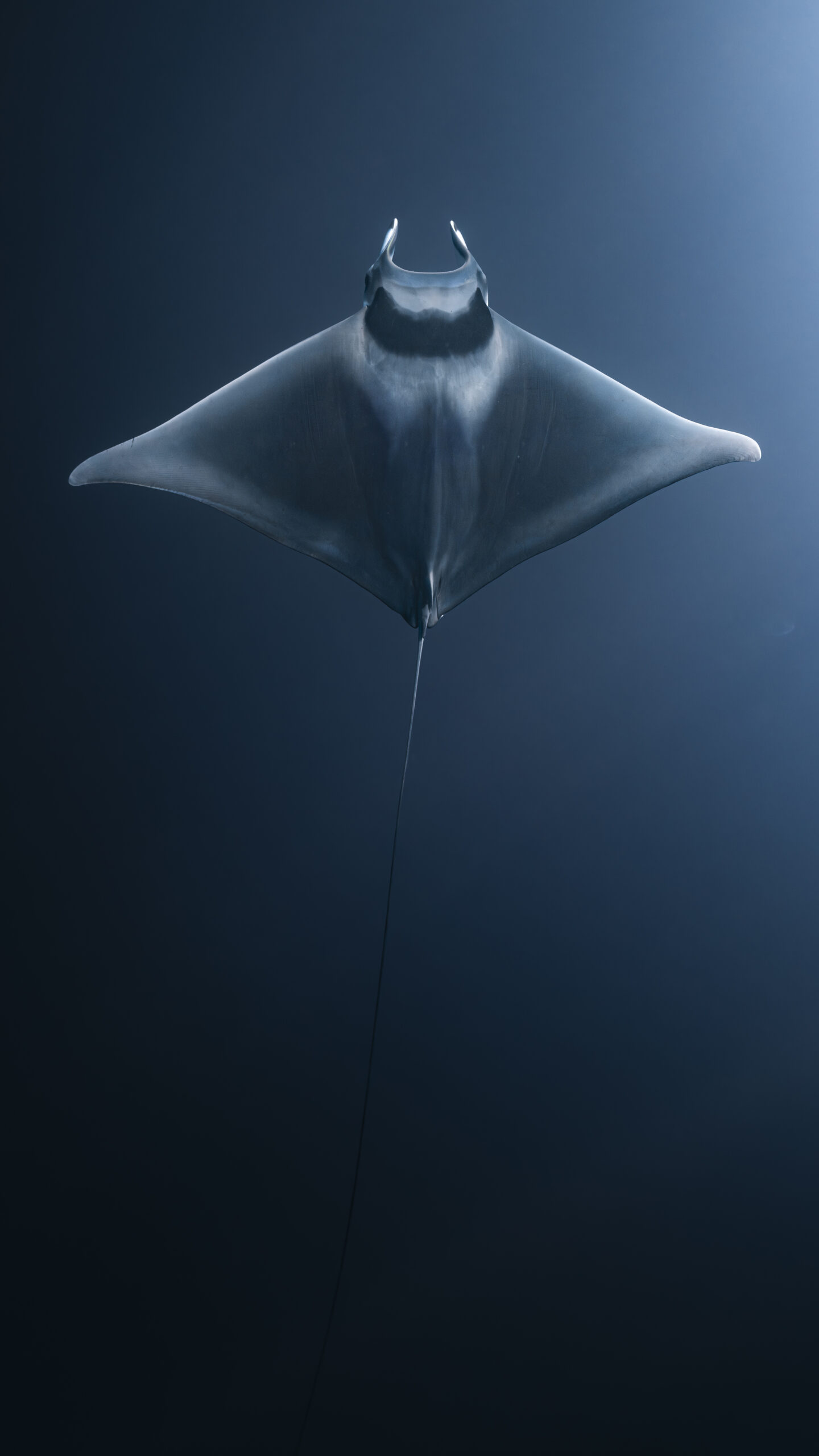 Mobula Mobular in the sea of cortez